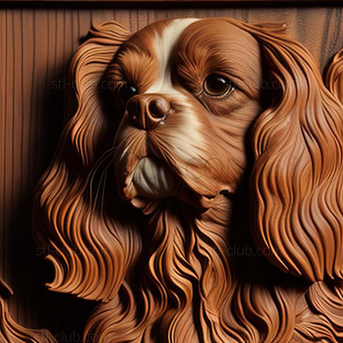 st Cavalier King Charles Spaniel dog